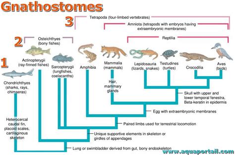Gnathostomes .